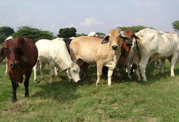 Antes de desparasitar ganado flaco, se requiere que un médico veterinario lo revise. Foto: www.lavet.com. desparasitar ganado