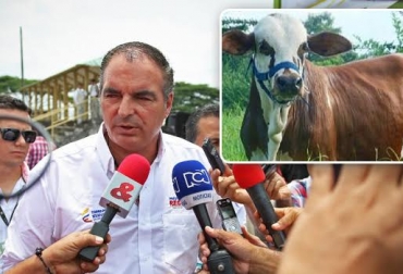 Más del 50 % de la leche que produce Colombia proviene de ganaderías doble propósito. Foto: www.periodicolacampana.com / Animal doble propósito de la hacienda El Tequendama. lechería doble propósito