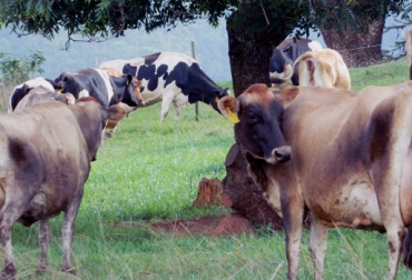 Los cuidados de la vida del suelo no se limitan a una simple fertilización, ya sea química u orgánica. Foto: 2020bulembu.wordpress.com. cuidados del suelo en Colombia