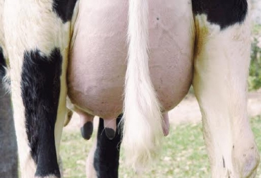 La mastitis es una enfermedad que se puede prevenir, dándole el manejo adecuado al hato de leche. Foto: saluddelaubrebovina.blogspot.com salud mamaria vacas