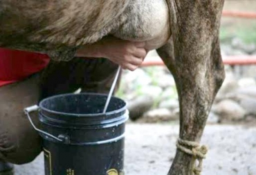 Las malas prácticas de ordeño contaminan la leche y esa situación provoca la disminución de su precio. Foto: www.trabajadores.cu. calidad leche tropical Colombia