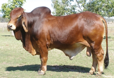 Cebú en Colombia, un tema de gran acogida en Malocas Académico ...