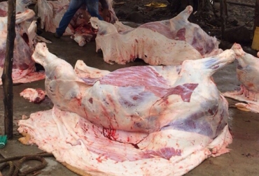 Se presume que el sacrificio ilegal en Yopal supera las 100 cabezas de ganado diarias. Foto: Dicar. Pérdidas por sacrificio ilegal en Yopal, sacrificio clandestino se disparó en Yopal, gremio ganadero Yopal pide más control de las autoridades