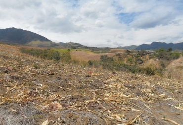 Producción de leche en Nariño se ha reducido entre un 50 % y un 60 %, ganaderos solicitan ayuda. Foto: www.ucc.edu.co. Disminución en la producción en Nariño, contrabando de ganado desde Nariño hacia Ecuador, El Niño afecta sector ganadero de Nariño,