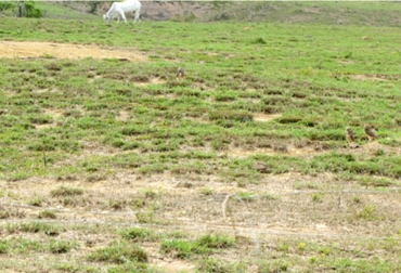 Sector ganadero de Vichada solicita ayuda al Gobierno para poder corregir y mejorar sus suelos. Foto: www.engormix.com Ganaderos de Vichada sufren por la acidez de sus suelos, Ganaderos de Vichada solicitan ayuda del Estado, Ganaderos de Vichada quieren poner a producir sus tierras
