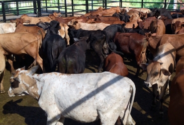 El primer tetrahíbrido nacerá en septiembre y entrará a un sistema de producción súper precoz. Foto: solucionesgeneticasbovinas.wordpress.com. Magangué, Bolívar, Hacienda Cañahuate, sistema de producción súper precoz, mejoramiento genético, manejo de potreros, manejo nutricional, control sanitario, tetrahíbrido, heterosis, valores genéticos altos, precocidad, creep-feeding, CONtexto ganadero, ganaderos Colombia