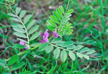 La vicia atropurpúrea tiene altos niveles de proteína que puede aprovechar el ganado. Foto: www.biodiversidadvirtual.org. Avena, Vicia atropurpúrea, forraje de alto rendimiento, alternativas de alimento para el ganado, afectaciones colombia fenómeno de el niño, Avena y vicia, Cooperativa Multiactiva de Campesinos Emprendedores de Boyacá, Coocampo, Conpes Lácteo en Boyacá, propiedades de la vicia atropurpúrea, alimento forrajero para el ganado, gramínea, leguminosa, CONtexto ganadero, Ganaderos Colombia