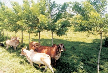 El proyecto de la CRQ contribuirá a mejorar las condiciones ambientales de la reserva Barbas-Bremen, sin dejar de lado la actividad pecuaria. Foto: wwwramalbeliz2012.blogspot.com. Filandia, Circasia, Quindío, Mejoramiento de los sistemas productivos para la conservación y recuperación de los recursos naturales en Áreas Protegidas caso Distrito de Conservación de Suelos Barbas - Bremen, Corporación Autónoma Regional del Quindío, CRQ, Universidad del Quindío, mejoramiento de praderas, siembra de 45.000 árboles, 45 mil árboles, Sistemas silvopastoriles, Buenas Prácticas Ganaderas, Asociación de Productores de Leche de Circasia, productores de leche y carne en Quindío, Parque Natural Bar