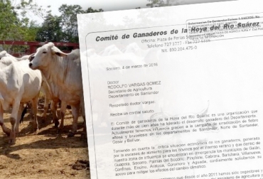 La escasez de agua y comida para el ganado tiene preocupados a los ganaderos de Santander y por ellos solicitan ayuda del Gobierno. Foto: CONtexto Ganadero. Ganaderos de Santander afectados por el verano, Ganaderos de Santander solictan ayuda al gobierno departamental, escasez de agua y comida para el ganado en Santander