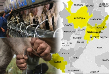 La producción de leche formal de bovino en las 4 cuencas de Colombia es de por lo menos 7 millones 900 litros al día. Foto: CONtexto ganadero. cuencas lecheras Colombia producción