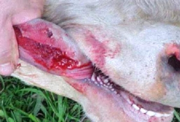 Colombia es libre de fiebre aftosa con vacunación desde 2009, un logro en el que Fedegán jugó un papel preponderante. Foto: www.veterinaria.org. fiebre aftosa