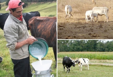 La planificación es la clave para afrontar los cambios climáticos. Foto: CONtexto Ganadero. Gremio ganadero de Nariño se anticipa al invierno, la planificación es la clave para afrontar los cambios climáticos, Sagán empieza a sembrar cereales,