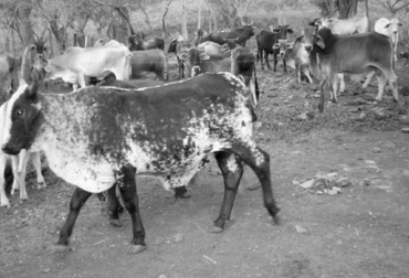 Aunque son ganaderos de distintas regiones y capacidad de producción, los 3 sufren los mismos problemas. Foto: CONtexto ganadero Ganaderos afectados por el fenómeno de El Niño, afectaciones colombia fenómeno de El Niño 2016, Sequía en Colombia, estrategias enfrentar la sequía, crisis por el verano en Colombia, escasez de agua y alimento bovino en 2016, CONtexto ganadero, ganaderos colombia