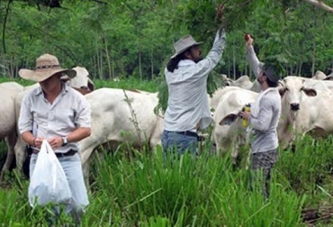 Cada vez es más difícil encontrar personal comprometido con las labores del sector pecuario. Foto: CONtexto Ganadero. trabajar en el campo