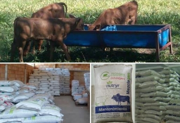 La suplementación alimenticia es la única alternativa que tienen los ganaderos para mantener sus animales con una buena condición corporal. Foto: www.culturaempresarialganadera.org / CONtexto Ganadero. Mezclagán Fedegán Colombia