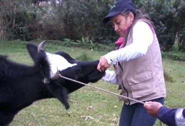 La mujer ganadera del Putumayo se destaca por su dedicación y entrega a la hora de hacer las labores del campo. Foto: Ana Patricia Coral. Mujer ganadera del Putumayo, ganaderas de Putumayo se destacan por su labor en el sector, mujeres y hombres trabajar en igual de condiciones en el sector ganadero de Putumayo