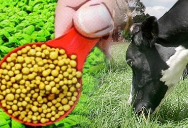 Antes de mandar sus reses al pastoreo, usted debe verificar la concentración de nitratos en los pastos. Foto: CONtexto ganadero Cundinamarca, Boyacá, Valle de Ubaté y Chinquinquirá, Fúquene, Lenguazaque, Simijaca, Susa, Ubaté, Guachetá, Chinquinquirá, Raquirá, Saboyá, San Miguel de Sema, Intoxicación con nitratos, Prevención y tratamiento intoxicación nitratos, Antitox, Azul de metileno, CONtexto ganadero, ganaderos colombia