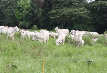 Los porcentajes de proteína, sobre todo, se deben manejar con cuidado en la dieta de los semovientes. Foto: ecologiasocebu.blogspot.com. dieta bovinos trópico bajo Colombia