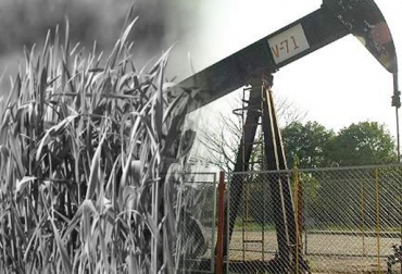 La presencia de metales pesados en los pastos generan un daño en los bovinos y, en consecuencia, al resto de la cadena alimenticia. Foto: Contexto Ganadero. Efecto negativo de la industria petrolera en pastos y ganado, el petroleo perjudica y contamina las ganaderías de Antioquia y Santander