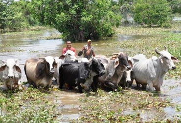 Ganadero, ponga en práctica esta acciones antes de que las lluvias llegan a su región. Foto: CONtexto ganadero. transición de El Niño a La Niña en Colombia, recomendaciones para enfrentar el invierno en Colombia, acciones a emprender durante la época de lluvias