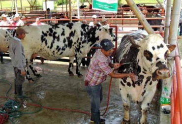 El animal que se lleva a un evento ganadero debe cumplir con todas las características de la raza. Foto: www.dane.gov.co. preparación del bovino, alistamiento del bovino, bovino en exhibición, bovino en juzgamiento, Contexto Ganadero