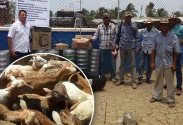 Asovicor empezó a entregar las ayudas en días pasados. Foto: salesganasal.com-Asovicor ovinos