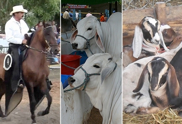 Para este año, la feria agropecuaria de Ibagué se dividirá en 3, equina, bovina y ovinocaprina. Foto: www.youtube.com - feriaagroindustrialequinaibague.blogspot.com - caprovica.blogspot.com Ibagué, Tolima, Feria Agropecuario e Industrial, Feria equina, Feria bovina, Feria ovinocaprina, Alcaldía de Ibagué, Alcaldía de Ibagué 2016, declaraciones alcalde Ibagué 2016, Comité de ganaderos del Tolima, certámenes bovinos, CONtexto ganadero, ganaderos Colombia