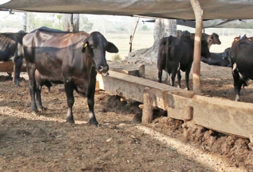 Los ganaderos de Codazzi, Cesar, aseguran que el sector productivo no cuenta con el respaldo del Gobierno. Foto: www.minagricultura.gov.co. codazzi, Cesar, abigeato Cesar, autoridades locales en Codazzi, abandono del Gobierno, afectaciones Cesar Fenómeno de El Niño, Comité ganadero de Codazzi, escasez de agua y alimento, Verano intenso, CONtexto ganadero, ganaderos colombia