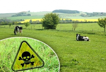 La muerte de los animales se pudo evitar, según productores de leche del Altiplano Cundiboyacense. Foto: CONtexto Ganadero. nitratos en pastos