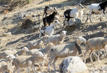 Es importante que los productores ovinos y caprinos le den una visión empresarial a su actividad. Foto: www.revistaambienta.es. producción ovina, producción caprina, administración productiva, planificación ganadera, plan de negocios ganadero, Contexto Ganadero