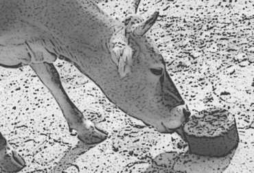 Ganaderos del Sur del Cesar y Norte de Santander solicitan ayudas acordes a la cantidad de animales que haya en la región y facilidades para llegar a ellas. Foto: CONtexto Ganadero. Ganaderos del Sur del Cesar y Norte de Santander solicitan ayuda del Gobierno, ayuda del Gobierno a ganadero no es suficiente, ganaderos del Sur del Cesar y Norte de Santander no tienen comida para sus animales