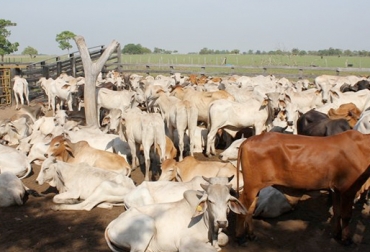 Ingreso de carne ilegal desde Venezuela tiene afectado al sector ganadero de Pueeto Carreño. Foto: www.ica.gov.co. contrabando de ganado, ganado de Venezuela, Vichada, ganaderos de Puerto Carreño, precio de la carne, ganaderos preocupados por contrabando, Gobierno, labor autoridades, Contexto Ganadero