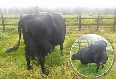 Las vacas se destacan por el buen desarrollo y la salud de sus ubres. Foto: Luis Botero. vacas lecheras