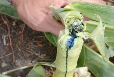 La difenilamina se utiliza para detectar la concentración de nitratos en los pastos. Foto: inta.gob.ar cundinamarca, Boyacá, Valle de Ubaté y Chinquinquirá, Simijaca, Susa, Ubaté, Guachetá, Chinquinquirá, San Miguel de Sema, Intoxicación con nitratos, Prevención y tratamiento intoxicación nitratos, Difenilamina, ácido sulfúrico, Instituto Agropecuario Colombiano, ICA, Asociación de Ganaderos del Altiplano Cundiboyacense, Asogaboy, Federación de Ganaderos de Boyacá, Fabegán, CONtexto ganadero, ganaderos colombia