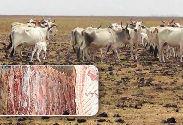 La sequía ocasiona baja producción láctea y aumenta el precio del kilo de carne por la escasez de novillos. Foto: avisa.org.ve / CONtexto Ganadero. sequía Colombia Magdalena