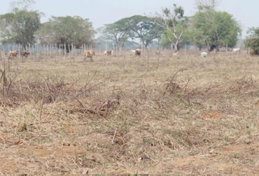 Los ganaderos de la sabana de Sucre están a la espera de ayudas porque ya no tienen alimento para su ganado. Foto: lazaron.co. Sucre, Sincelejo, Corozal, Sabana de Sucre, ganaderos sucre, Asociación de Ganaderos de Sucre, Asogasucre, afectaciones Sucre Fenómeno de El Niño, escasez de agua y alimento, Verano 2016, entrega 4.000 toneladas silo de maíz, nivel pluviométrico Sucre, ganadería de ceba y levante, ganadería doble propósito, CONtexto ganadero, ganaderos colombia