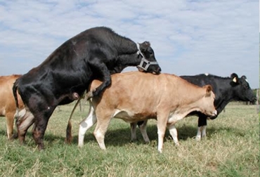 Técnicos, estudiantes y ganaderos de Guaviare asistieron a un seminario integral de reproducción y fertilidad bovina. Foto: rehagronoticia.w3erp.com.br. reproducción y fertilidad bovina, reproducción y fertilidad bovina Colombia, reproducción y fertilidad bovina cifras, reproducción y fertilidad bovina cursos Colombia, guaviare reproducción y fertilidad bovina, contexto ganadero