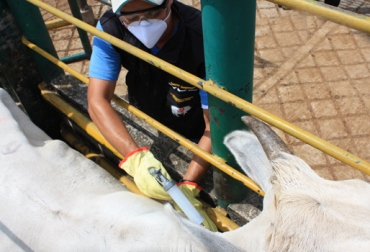 En manos de Fedegán, el estatus sanitario de Colombia se ha mantenido. Foto: CONtexto Ganadero. fiebre aftosa