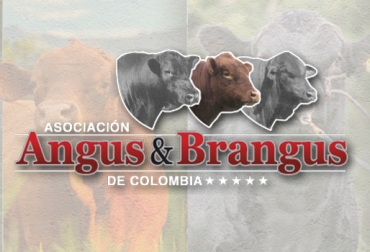La Asociación Angus & Brangus de Colombia celebrará 2 décadas de trabajo con un evento familiar en Rionegro. Foto: http://www.asoangusbrangus.org.co/ Asoangusbrangus, fomento de razas Angus y Brangus, feria ganadero, evento familiar, asociados, productores de Angus y Brangus, Oriente antioqueño, sector ganadero, Rionegro, CONtexto ganadero