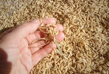 Los ganaderos han utilizado tradicionalmente la cascarilla de arroz como cama para transportar sus animales. Foto: petroquimex.com. Instituto Colombiano Agropecuario, ICA, Guías de Movilización, Aguachica, Cesar, Resolución 2341 de 2007 del ICA, Resolución 1192 de 2012 del ICA, Gremio de Empresarios Agropecuarios, Grea, ICA causa confusión entre ganaderos, ganaderos afectados por el ICA, movilización de ganados, prohibición de usar materia orgánica como cama para bovinos durante transporte, problemas del ICA en Cesar, CONtexto ganadero, ganaderos Colombia