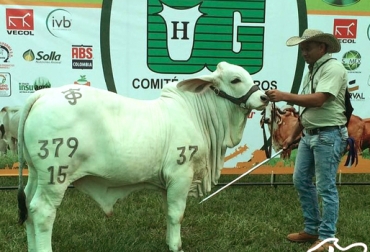 Cerca de 200 animales participaron en el evento pecuario de ExpoAgro Huila 2016. Foto: Asocebú. exposición agropecuaria, Feria Agropecuaria, sector pecuario del Huila, sector agrícola del Huila, Ganaderos del Huila, Neiva, ExpoAgro Huila 2016, Expoagro, ganaderías con alto estatus sanitario, Ferias y fiestas ganaderas