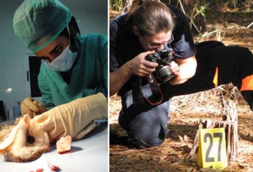 Con la veterinaria forense es posible analizar la causa de muerte de animales. Foto: www.razon.com.mx / www.que.es. veterinaria forense