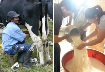 La Gobernación del Guaviare viene incentivando a los pequeños productores de leche para que le apuesten a la formalizar la actividad. Foto: Contexto Ganadero - Youtube. comercialización de leche en Guaviare, producción de leche en Guaviare, pequeños productores de leche, comercialización informal de leche en Guaviare, formalización de lecheros y queseros, Contexto Ganadero,