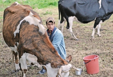 Ganaderos de Valle de Ubaté siguen padeciendo los estragos del verano, pues las lluvias no son suficientes. Foto: lavilla.com.co. ganaderos de Valle de Ubaté, escasez de agua, venta de animales, sacrificio de animales, inconformidad con la CAR, sector ganadero, verano, Contexto Ganadero