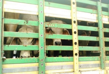 A pesar de los esfuerzos hechos por las autoridades, los delincuentes apelan a cualquier estrategia para hurtar los animales. Foto: @COL_EJERCITO. abigeato Colombia Arauca