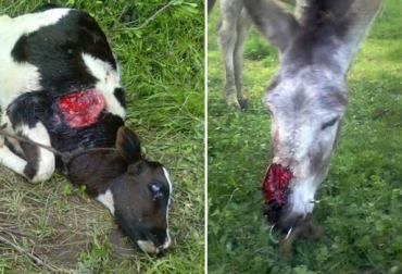 Así quedaron los semovientes tras el ataque del misterioso animal que tiene preocupados a los ganaderos de Cundinamarca y Boyacá. Foto: Cortesía. Cundinamarca, Boyacá, Misteriosa bestia, Corporación Autónoma Regional, CAR, Jauría de perros, valle de Ubaté y Chiquinquirá, Cogua, Guachetá, Nemocón, Simijaca, Zipaquirá, San Miguel de Sema, Tausa, felino, puma de páramo, combatir ataque de animal, terneros ovejas burros afectados por misterioso animal, CONtexto ganadero, ganaderos Colombia