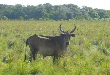 Los bovinos criollos colombianos siguen siendo factor de investigación en el país. Foto: Arcesio Salamanca Carreño. Ganado criollo casanareño Colombia