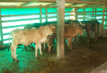 La escasez de terneros y el aumento exagerados de precios tiene preocupados a los ganaderos de Risaralda. Foto: tppecuaria.blogspot.com Risaralda, Pereira, Comité de Ganaderos del Centro, Escasez de ganado en Risaralda, reducción del inventario bovino Risaralda, inventario bovino en Risaralda, afectaciones Risaralda fenómeno de El Niño, expendio de carne en Risaralda, Ganaderos de Risaralda, alicientes para retención de vientres, sacrificio de hembras bovinas, CONtexto ganadero, ganaderos colombia