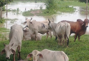Con las lluvias, las fincas que están situadas en las llanuras de Arauca, por lo general se inundan, lo que hace que los productores no puedan recoger el ganado de una manera ágil. Foro: Carlos Forero. afectaciones invierno sector ganadero, Lluvias en Arauca, afectaciones por lluvias, potreros encharcados, sabanas inundables, Ganaderos de Arauca, CONtexto ganadero