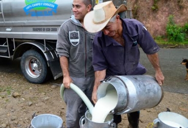 La recolección de la leche se ha visto afectada por la parálisis de los camioneros. Foto: Unilac. Paro en antioquia